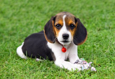 şirin beagle köpek yavrusu