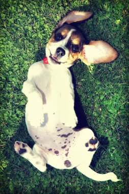 şirin beagle köpek yavrusu