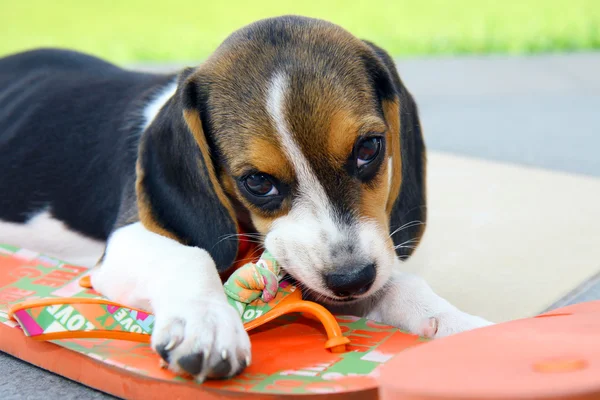 Frumos catelus Beagle — Fotografie, imagine de stoc
