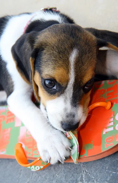 Ładny beagle szczeniak — Zdjęcie stockowe