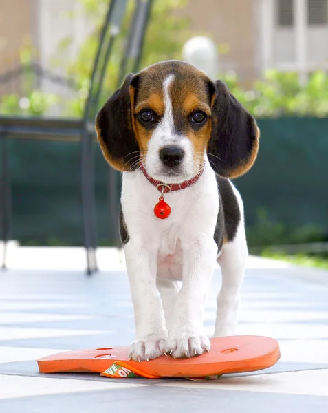 Ładny beagle szczeniak — Zdjęcie stockowe