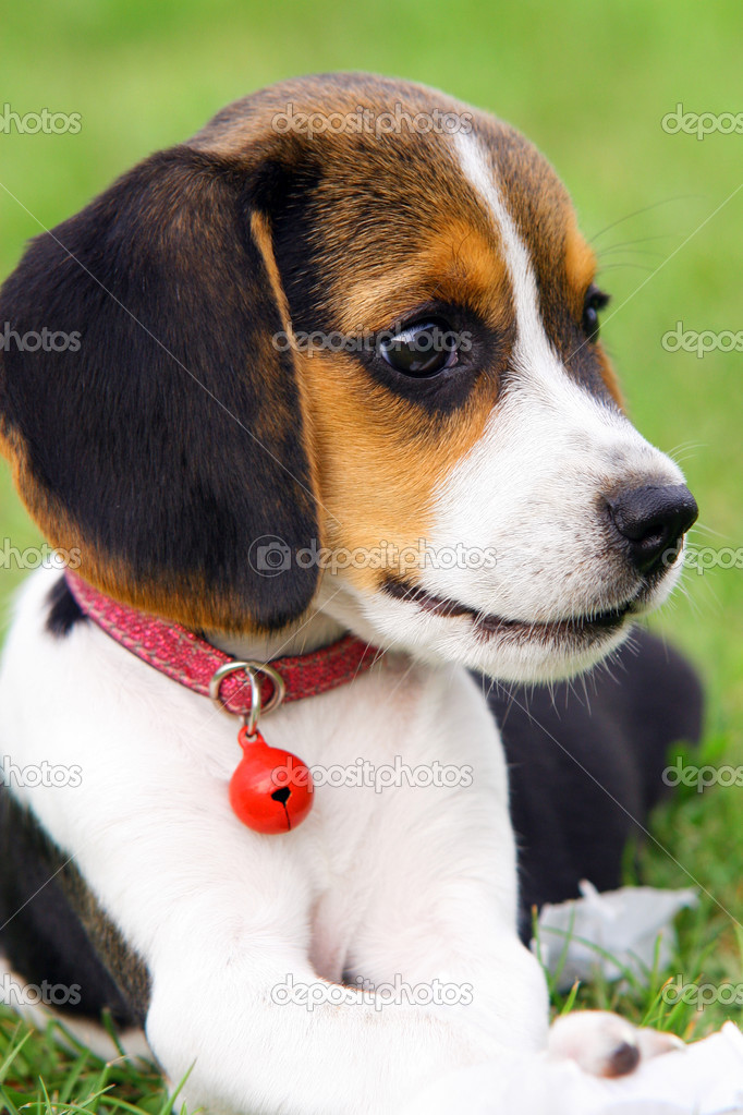 かわいいビーグル犬の子犬 ストック写真 C Antoniogravante かわいいビーグル犬の子犬 ストック写真 C Antoniogravante