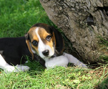 şirin beagle köpek yavrusu
