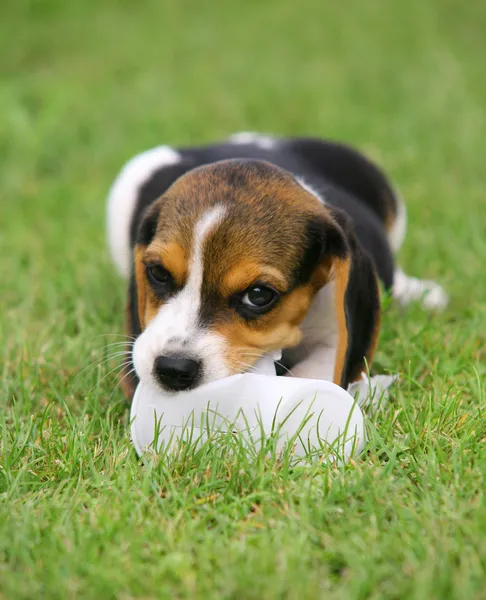 Niedlicher Beagle-Welpe — Stockfoto