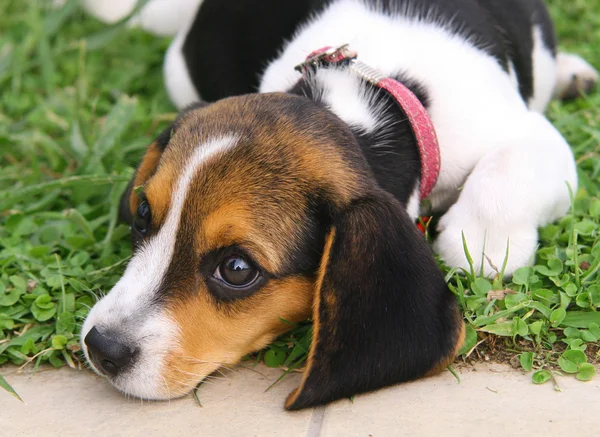 Şirin beagle köpek yavrusu — Stok fotoğraf