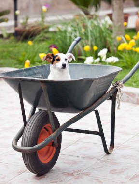 jack russell el arabası içinde oturan