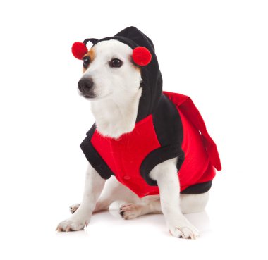 jack Russell bir uğur böceği gibi giyinmiş
