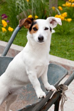 jack russell el arabası içinde oturan
