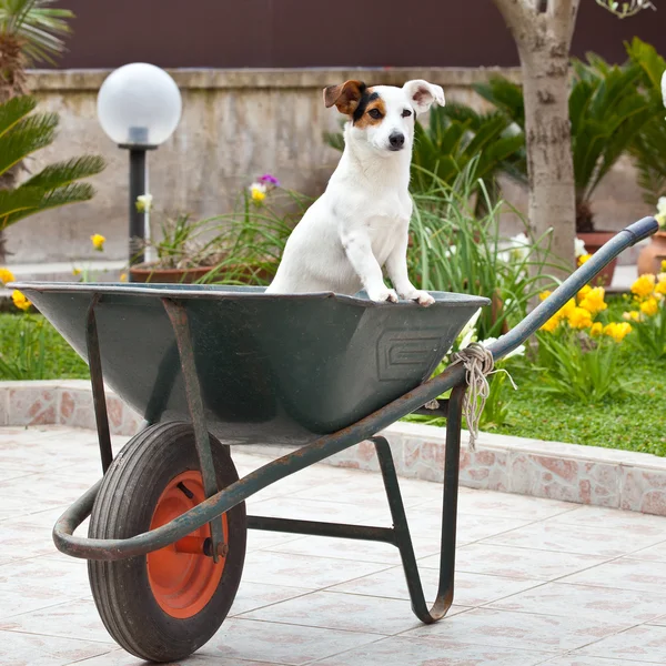 Jack Russell sentado no carrinho de mão — Fotografia de Stock