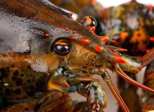 Makro Żywe homary — Zdjęcie stockowe