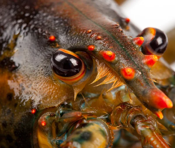 Макро из живых омаров — стоковое фото