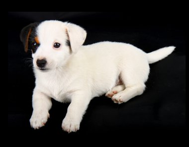 jack Russell yavrusu