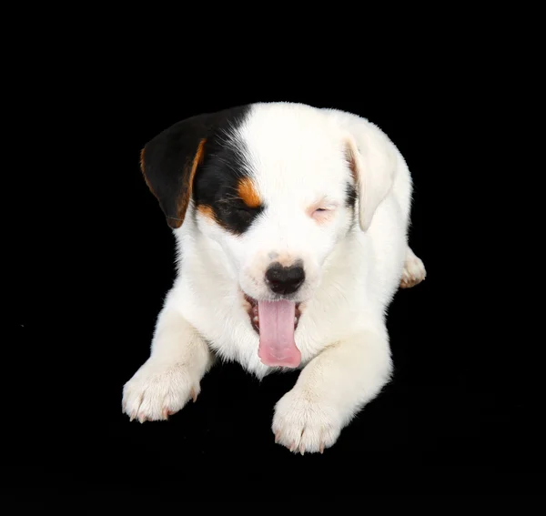 Jack Russell cachorro — Foto de Stock