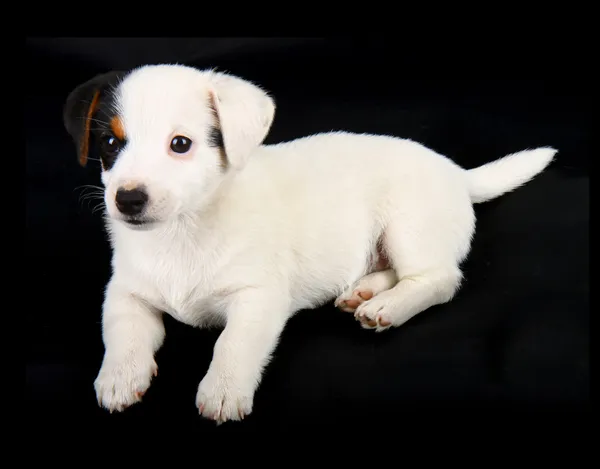 Jack Russell Chiot — Photo
