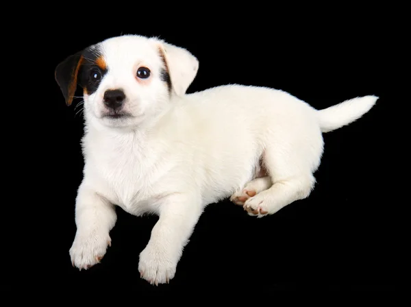 Jack Russell yavrusu — Stok fotoğraf