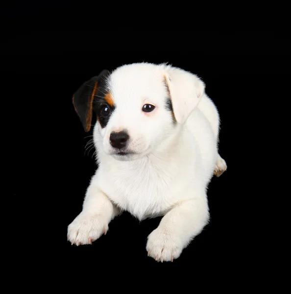 Jack Russell cachorro — Foto de Stock