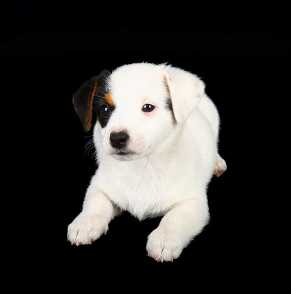 Jack Russell yavrusu — Stok fotoğraf