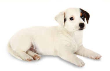 jack Russell yavrusu