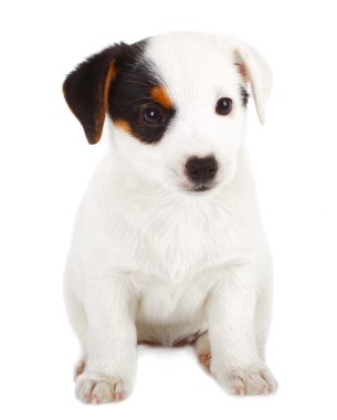 jack Russell yavrusu