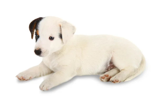 Jack Russell puppy — Stock Photo, Image