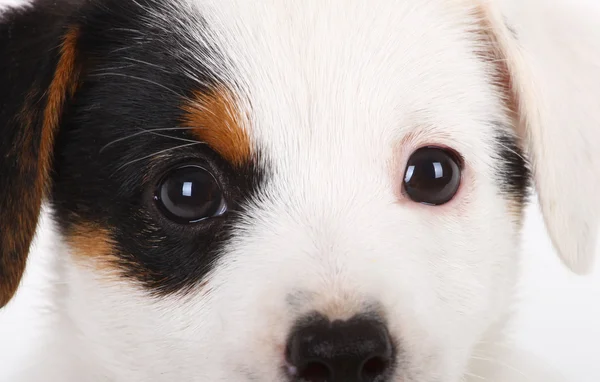 Retrato de Jack Russell cachorro —  Fotos de Stock