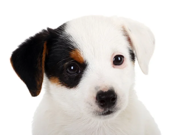Portrait of Jack Russell puppy — Stock Photo, Image