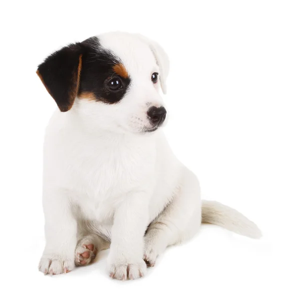Jack Russell puppy — Stock Photo, Image