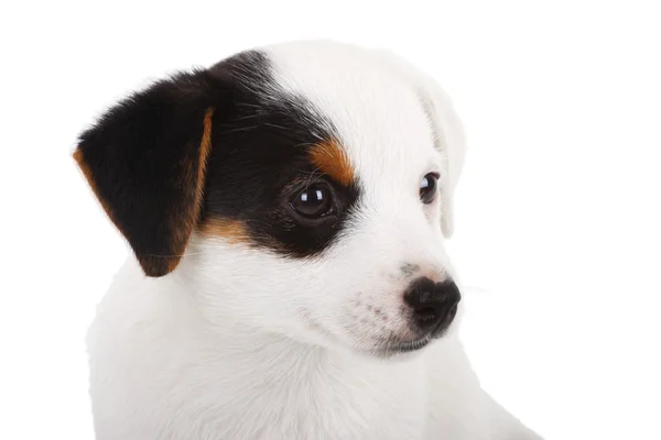 Portrait of Jack Russell puppy — Stock Photo, Image