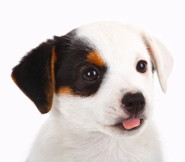 Portret van jack russell pup — Stockfoto