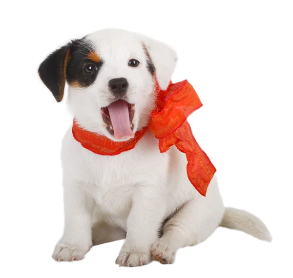 Jack Russell cachorrinho — Fotografia de Stock
