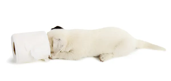 Jack Russell cachorro con papel higiénico — Foto de Stock