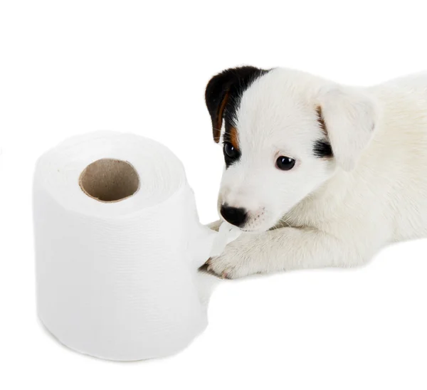 Cachorrinho Jack Russell com papel higiênico — Fotografia de Stock