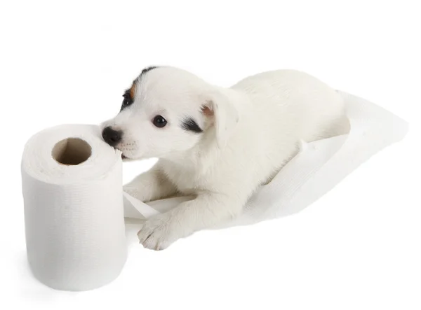 Jack Russell puppy with toilet paper — Stock Photo, Image