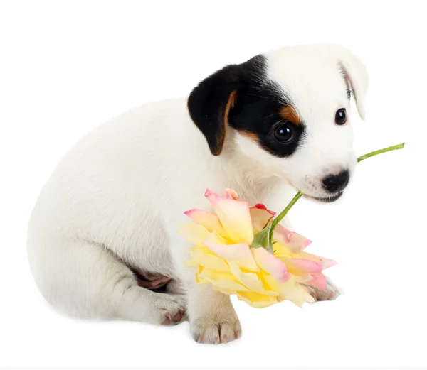 Cãozinho Jack Russell com uma grande rosa — Fotografia de Stock