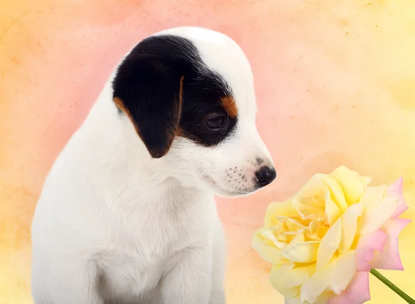 Jack Russell cachorro — Foto de Stock