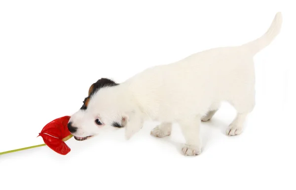 Jack Russell puppy play with red Anthurium — Stock Photo, Image