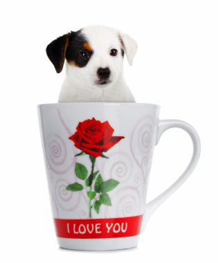jack Russell yavrusu Kupası