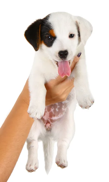 Jack Russell cachorrinho com seu proprietário — Fotografia de Stock