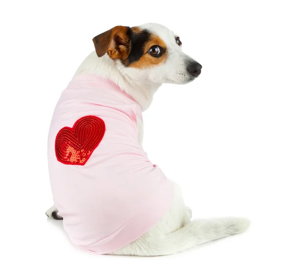 Young Jack Russel with pink dress — Stock Photo, Image