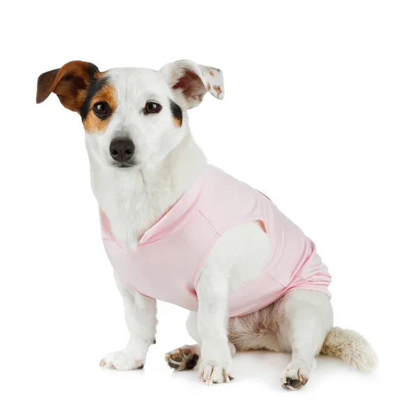 Jovem Jack Russel com vestido rosa — Fotografia de Stock