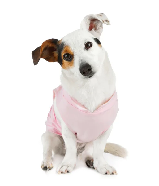 Jonge jack russel met roze jurk — Stockfoto