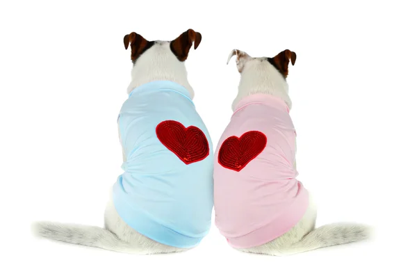 Casal de Jack Russell — Fotografia de Stock