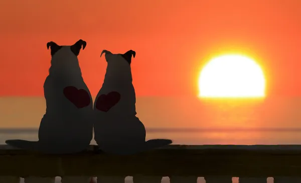 Couple de Jack Russell regarder le coucher du soleil — Photo