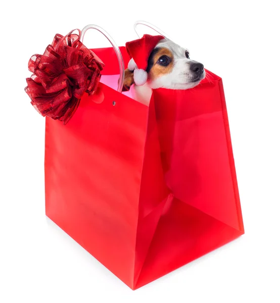 Mladý jack russel nosí santa claus šaty v červené Nákupní taška — Stockfoto