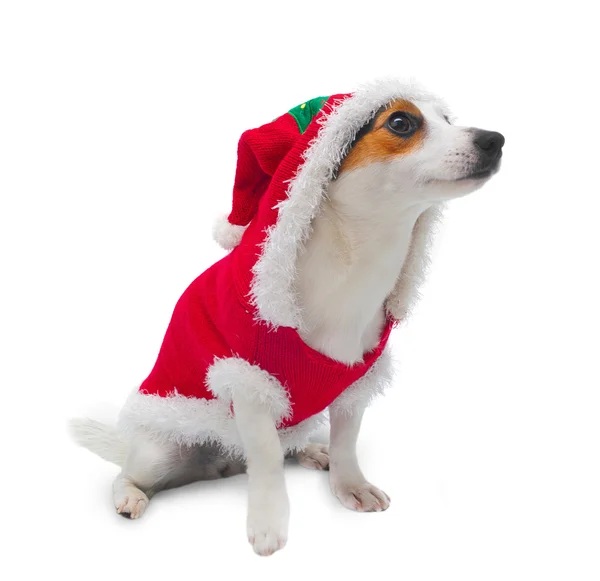 Giovane Jack Russel indossa vestito da Babbo Natale — Foto Stock