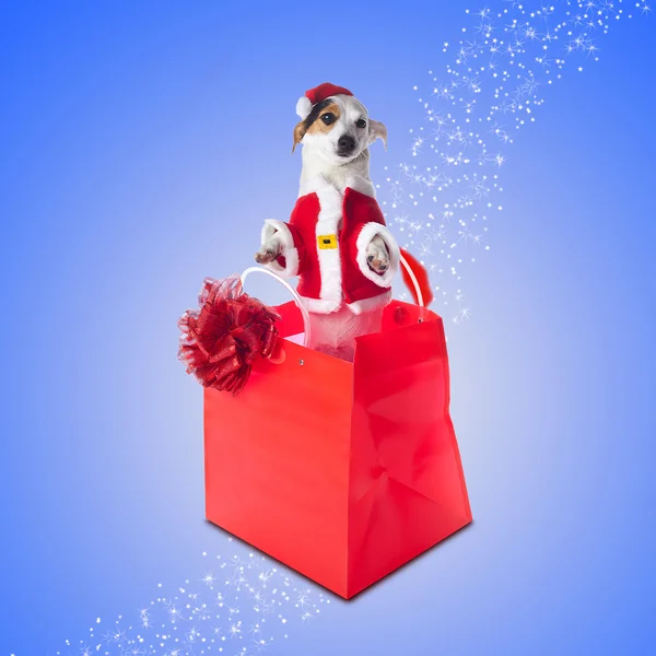 Young Jack Russel wearing santa claus dress in red shopping bag — Stock Photo, Image