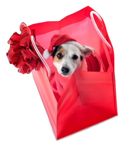 Il giovane Jack Russel indossa il vestito di Babbo Natale nella shopping bag rossa — Foto Stock