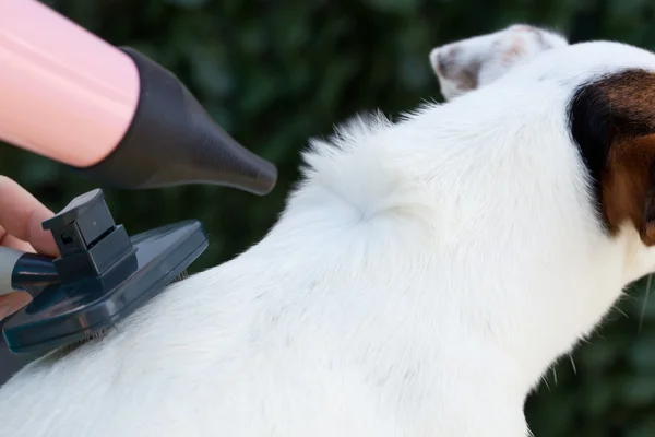 Grooming with hair dryer and brush — Stock Photo, Image