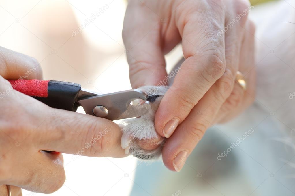 Shears for cutting the nails of the dog