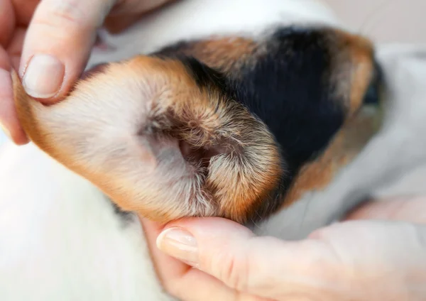 Macro orelha de um cão de Jack Russel — Fotografia de Stock